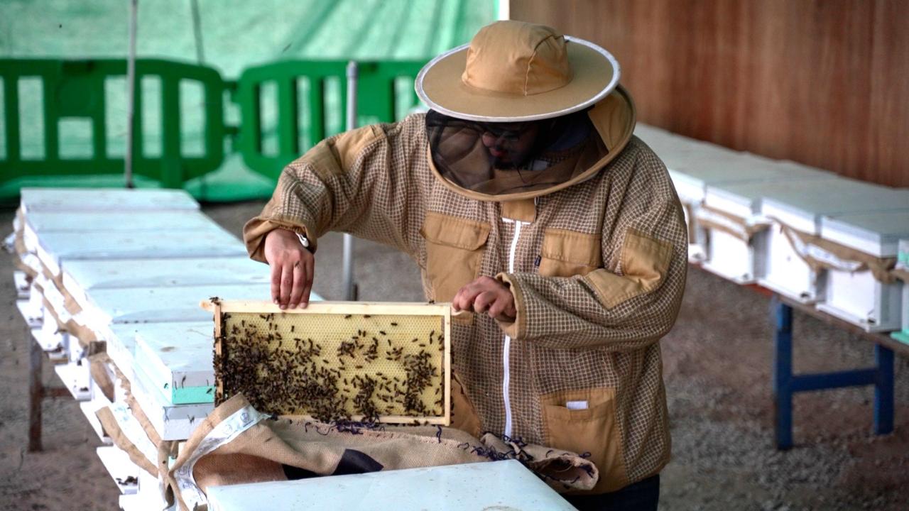 عسل المانجروف 2026