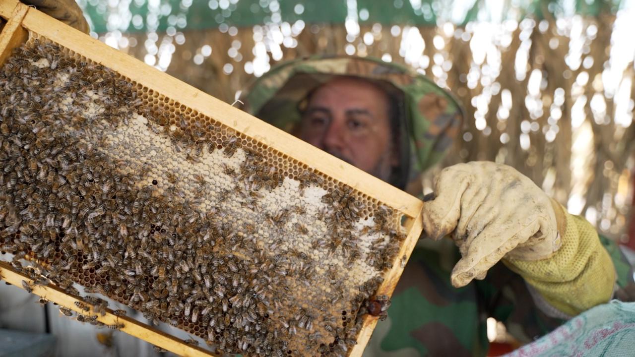 عسل المانجروف 2026